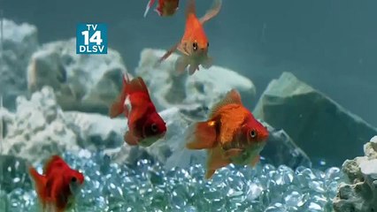 Second Chance (FOX) -Journey Back-HD