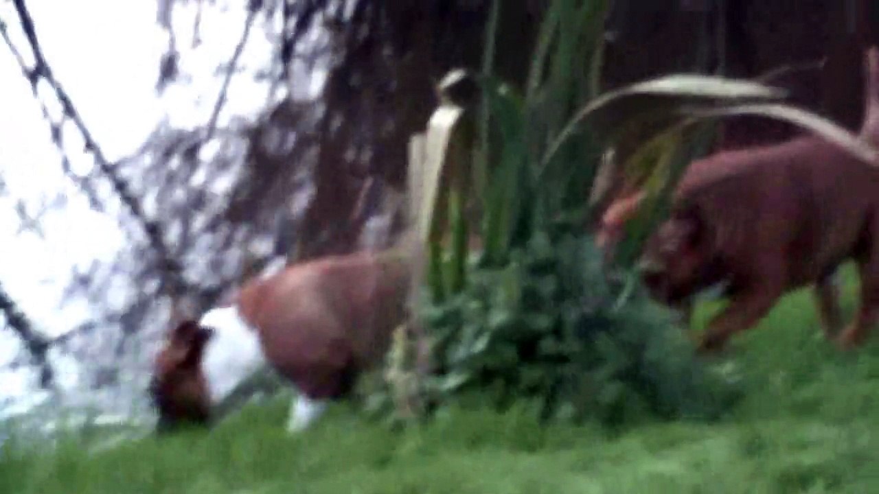 10.2 Hondje Van God et ses 2 femelles Hathor, Heidi ainsi que STAFFFORDLAND Joya