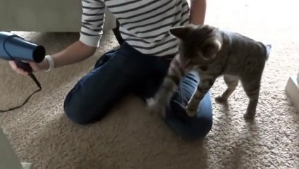 Смешной кот познал фен