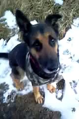 New 2016 Funny Things - Funny Videos - Dumb Dog Tricks