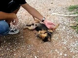 New 2016 Funny Things - Funny Videos - dog plays dead