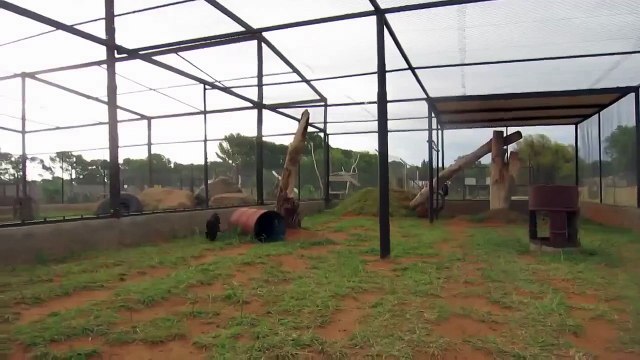 Реакция чёрной пантеры, когда она видит своего любимого смотрителя в зоопарке