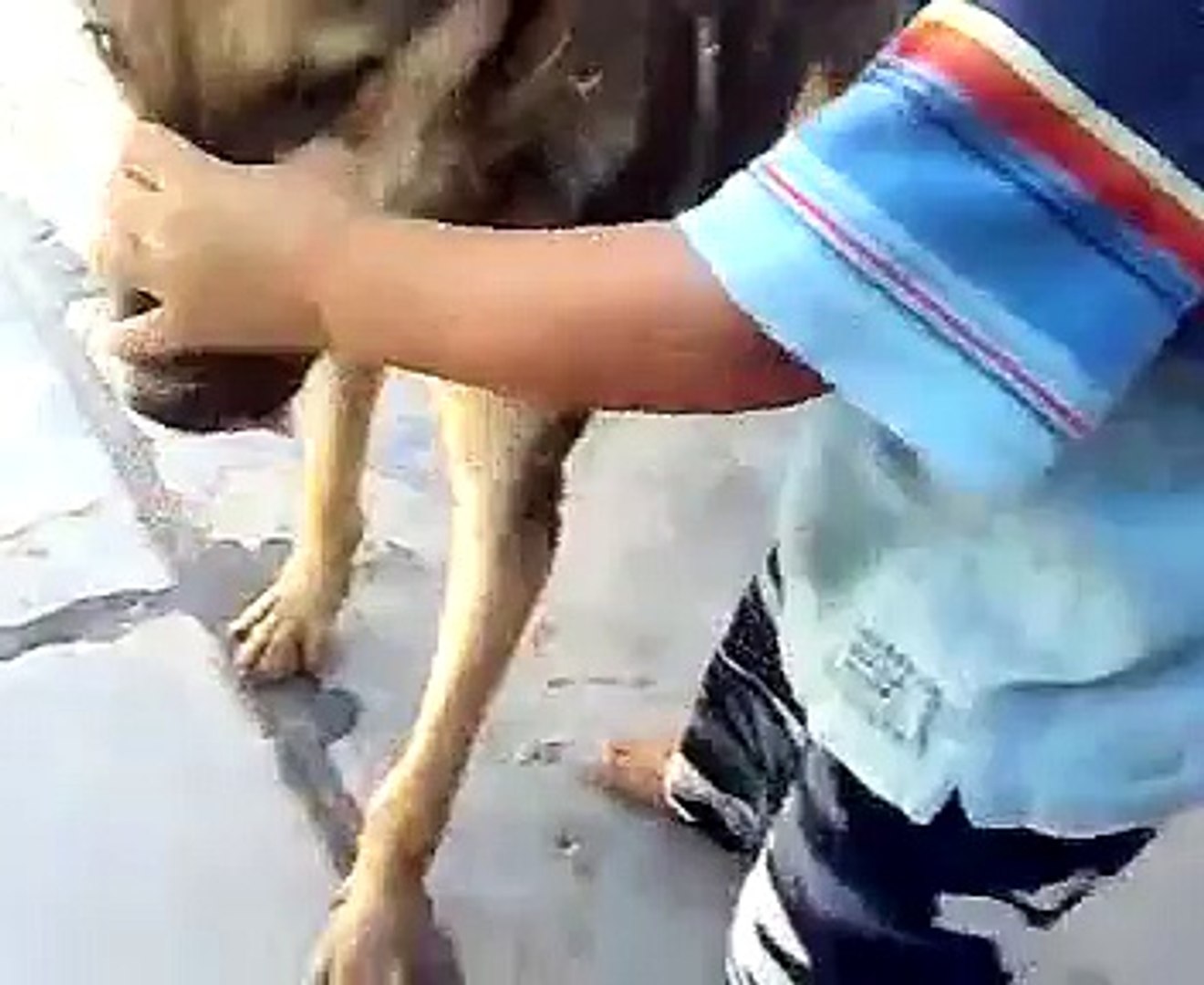 dog funny clip with child (amazon songs &clips)
