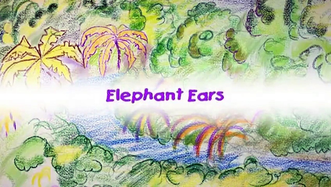 Big Grey Elephant Ears!