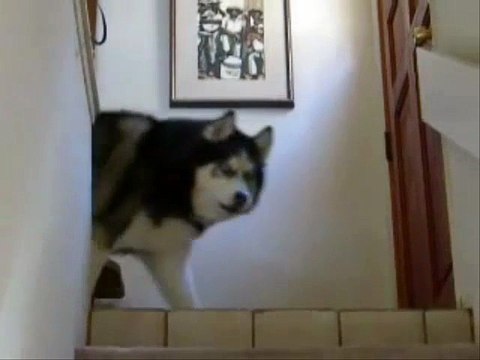 husky-is-one-evil-looking-dude