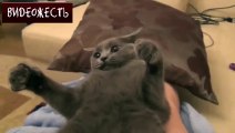 Суровый русский кот