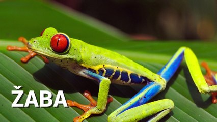 Zvuci zivotinja - ucenje