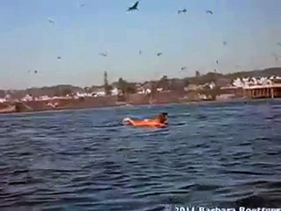 New 2016 Funny Things - Funny Videos - EPIC CRAZY Animal Attack Whales tries to eat 7 swallow people