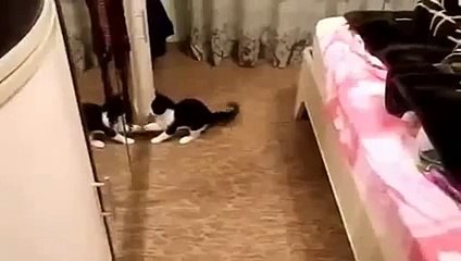 New 2016 Funny Things - Funny Videos - White Crazy Cat Funny Animal Videos