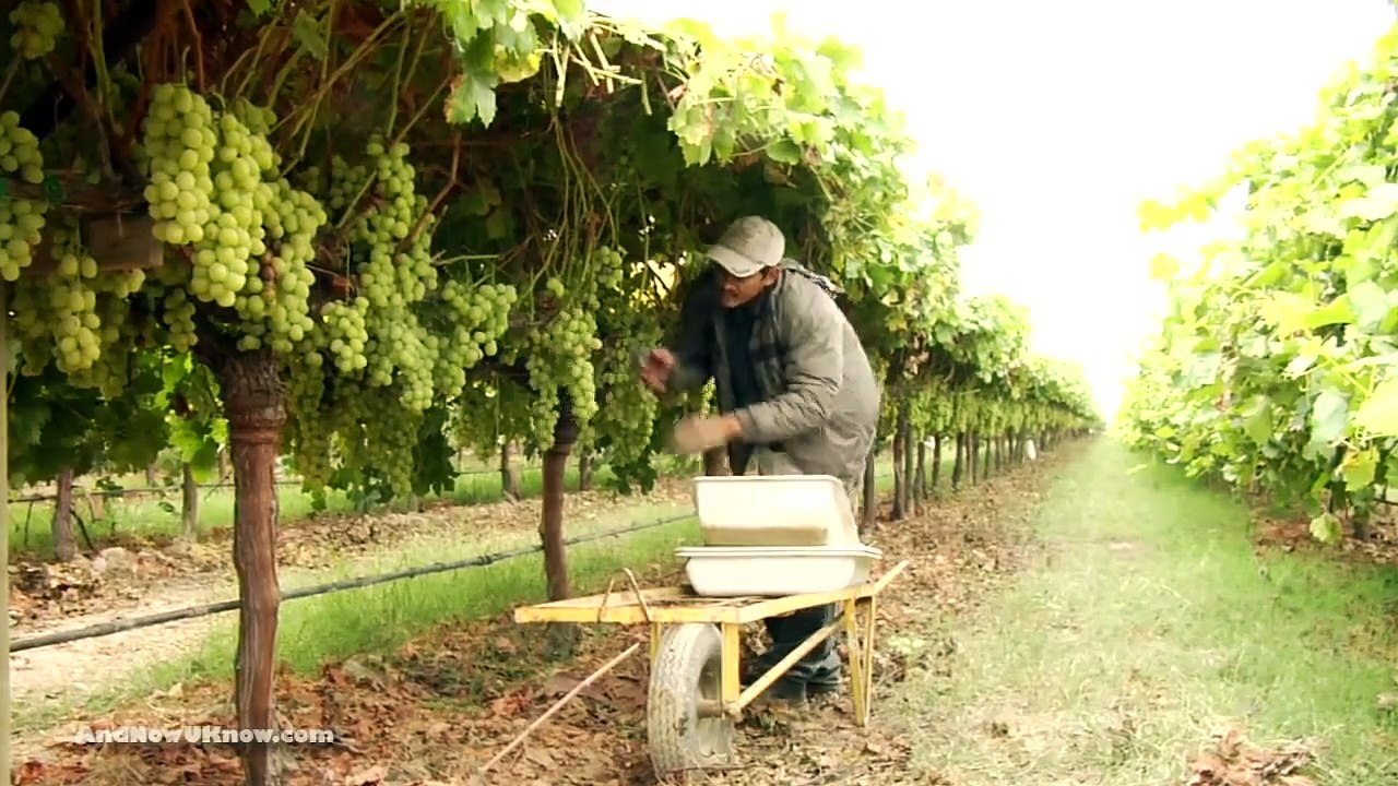 Autumn King Grapes
