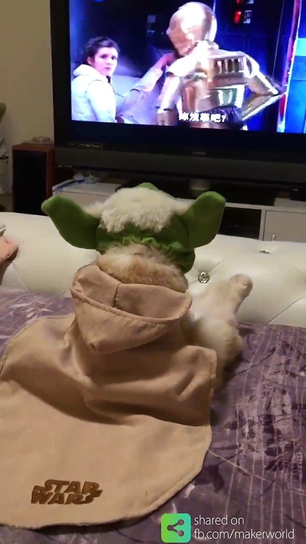 Le Chat Yoda Regarde La Saga Star Wars Video Dailymotion