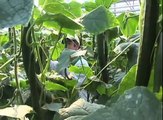 Greenhouse Vegetable Harvest Video
