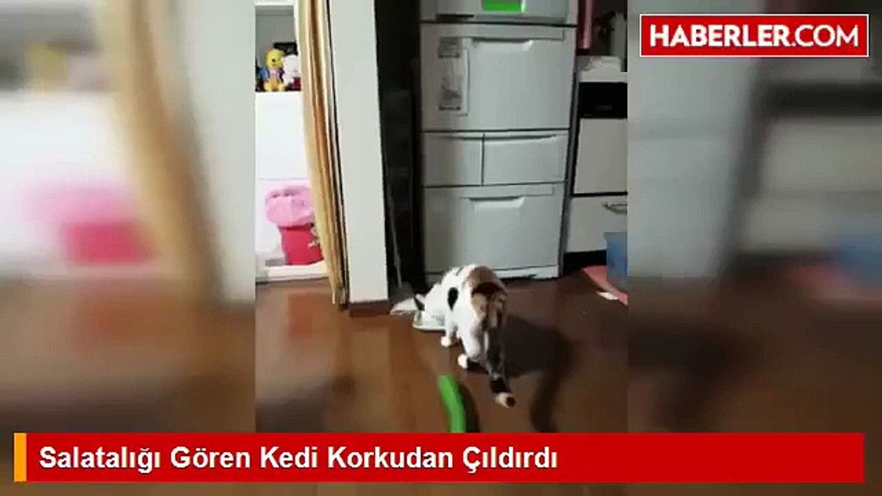 Mama Yerken Salatalık Gören İlginç Kedi Birden Korkudan Havaya Uçtu :D MOST FUNNY CAT