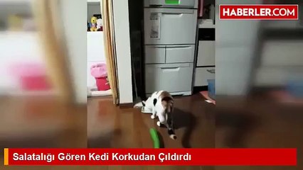 Mama Yerken Salatalık Gören İlginç Kedi Birden Korkudan Havaya Uçtu :D MOST FUNNY CAT