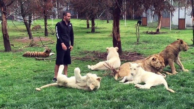 Страшно то как! Тигр защитил человека от нападения ягуара.