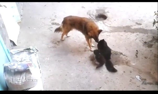 Трогательно((( Кошка с котятами встретила своего старого друга