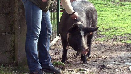 Portuguese pig charms villagers to stay off Christmas menu