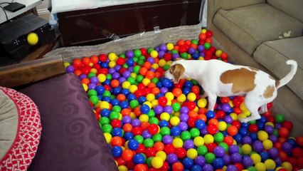 Best Dog Birthday Surprise- DIY Ball Pit for Maymo