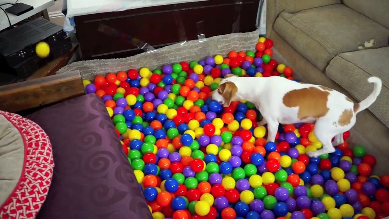 Best Dog Birthday Surprise- DIY Ball Pit for Maymo