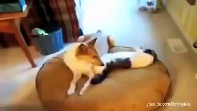 Cats stealing dogs' beds new funny compilation why do cat steal dog beds 2014