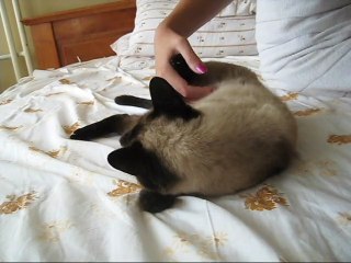 Playful cat on the bed