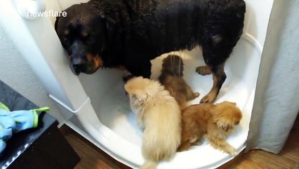 Rottweiler Takes Shower with Pekingese