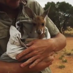 Il remplace la maman de ce petit kangourou orphelin
