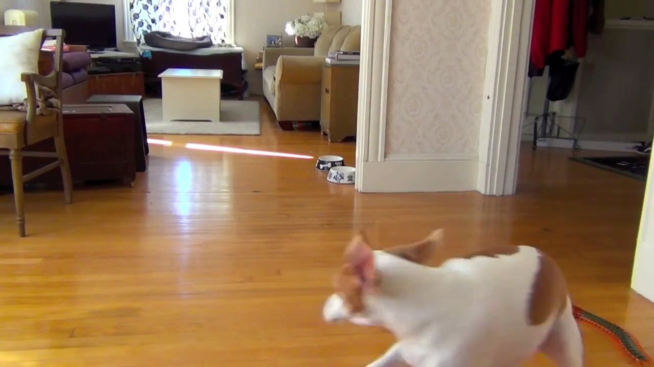 Dog and Sister Team Up to Destroy Giant Centipede
