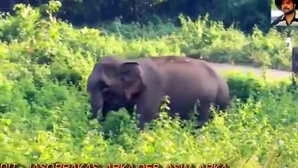 ELEPHANT ATTACK VIDEOS COMPILATION 2015 1080 HD DANGERS ELEPHANT ATTACK