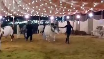 Beautifull White Bull In Lahore Mandi Qurbani 2015