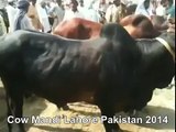 Red Bull Of 2 Lac In Cow Mandi Of Lahore Pakistan