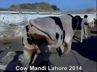 Heavy White Cow In Cow Farm Lahore Pakistan