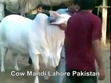 White Cow In Mandi Of Lahore Pakistan 2014