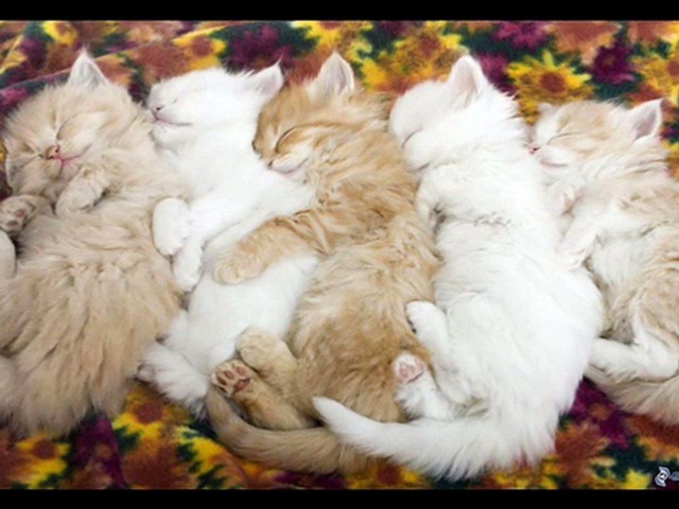 Cuttes Sleeping Cats Ever