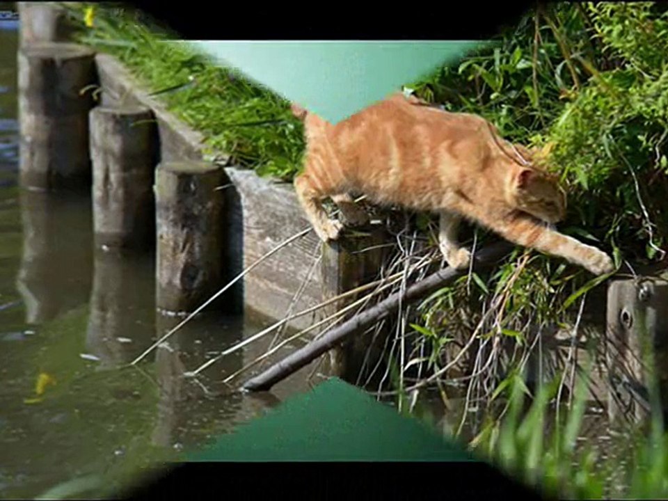 Adorable Cats- Cat is Perfect