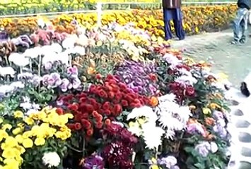 Exibition Flower to Wellcome Eid Melad ul Nabi S.A.W by PHA Faisalabad