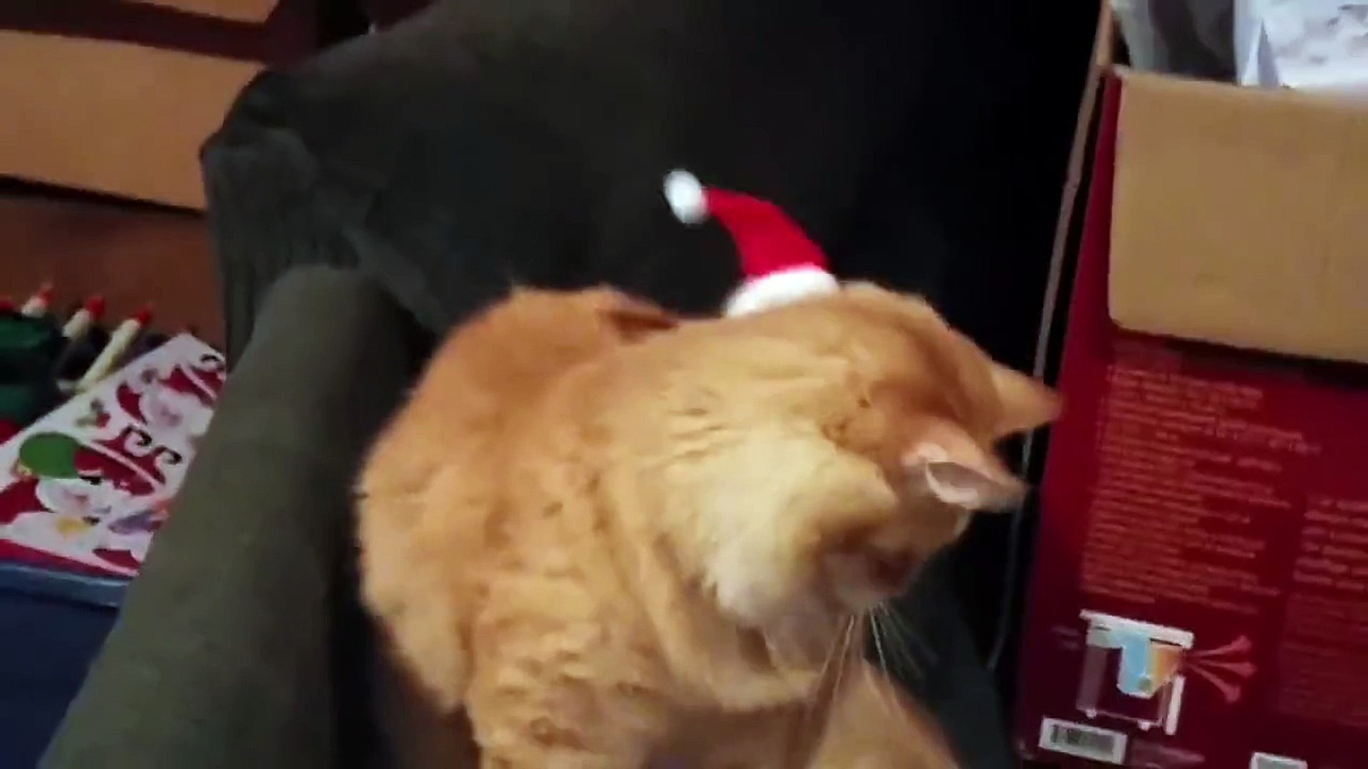 Un Chat Avec Un Chapeau De Pere Noel Video Dailymotion