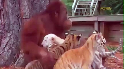 Cute orang utan and baby tigers