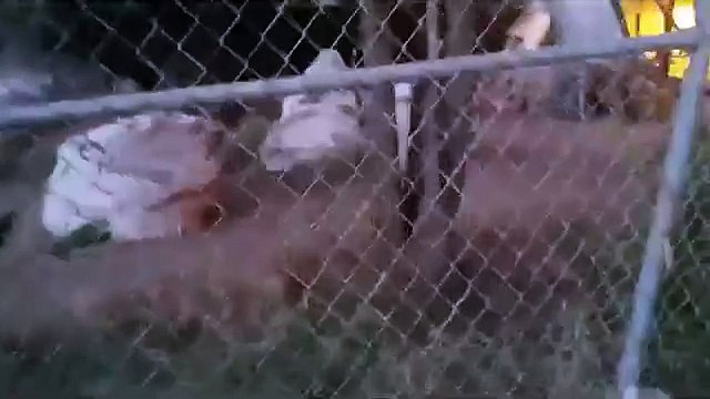 Un policier mexicain risque sa vie pour sauver un chien d'un violent incendie