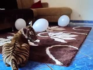 Small tiger cub, afraid of a bladder - Pequeno filhote de tigre, com medo de uma bexiga.