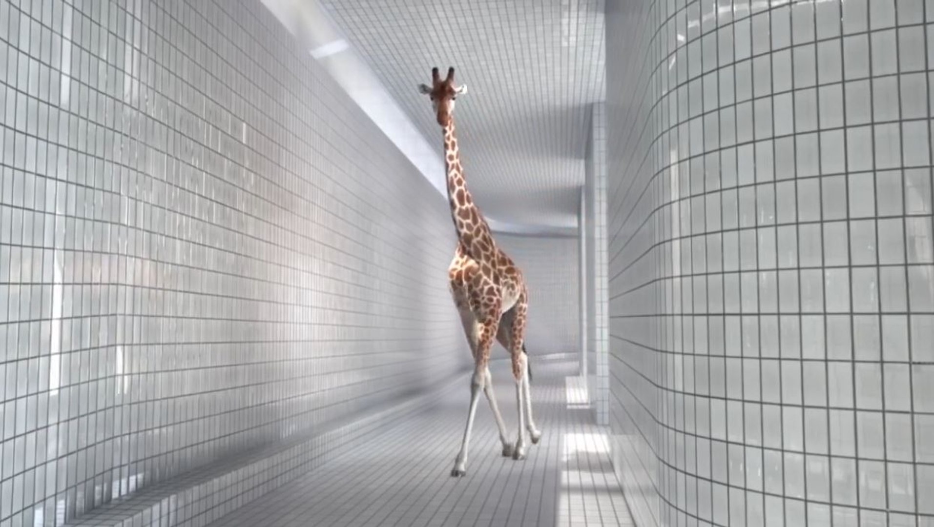 Main De Girafe Maladroite