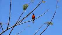 animal kingdom Currupiao brazilian bird watching bird observacao de passaros