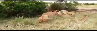 Hayvanlar Alemi - Liderlik Kavgası