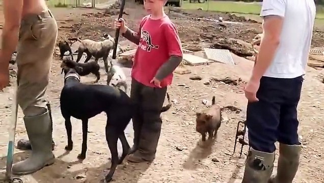 Hayvanlar Alemi - Çılgın Köpekler ve Zavallı Fareler