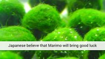 Marimo Moss Ball Algae For Aquariums Bedford, United Kingdom