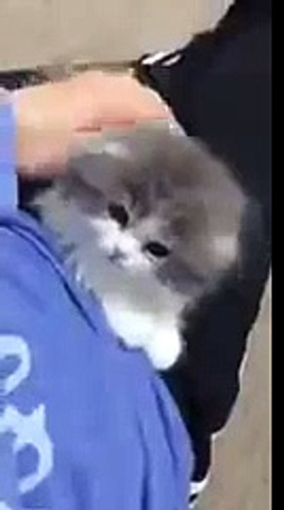 Шерстяной комок милоты