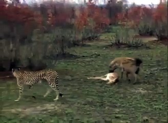 Smart Move Of Deer In Jungle