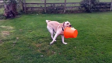 Bertie and the Orange Bucket Dance