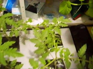 Système NFT avec plants de tomates