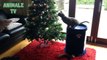 Funny Cats Attacking Christmas Tree - Cats Playing Compilation 2015 - Funny Animals Channel